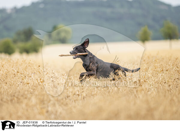 Rhodesian-Ridgeback-Labrador-Retriever / Rhodesian-Ridgeback-Labrador-Retriever / JEP-01938