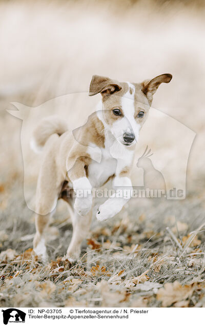 Tiroler-Bergspitz-Appenzeller-Sennenhund / Tyrolean-Mountain-Spitz-Appenzell-Mountain-dog / NP-03705