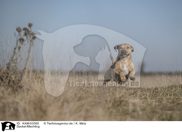 Dackel-Mischling / Dachshund-Mongrel / KAM-03060