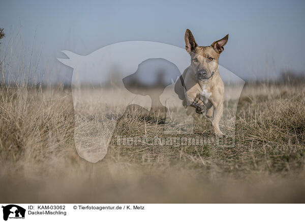 Dackel-Mischling / Dachshund-Mongrel / KAM-03062