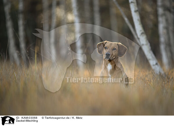 Dackel-Mischling / Dachshund-Mongrel / KAM-03068