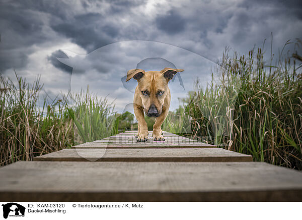Dackel-Mischling / Dachshund-Mongrel / KAM-03120