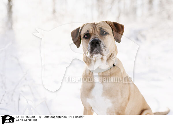 Cano-Corso-Mix / Cano-Corso-Mongrel / NP-03850