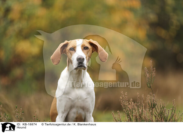 Hound / Hound / KB-18874