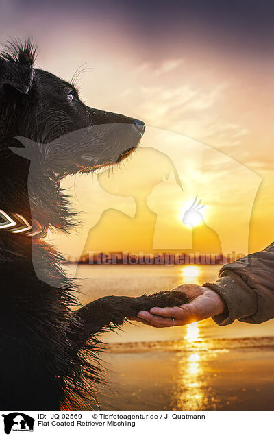 Flat-Coated-Retriever-Mischling / JQ-02569