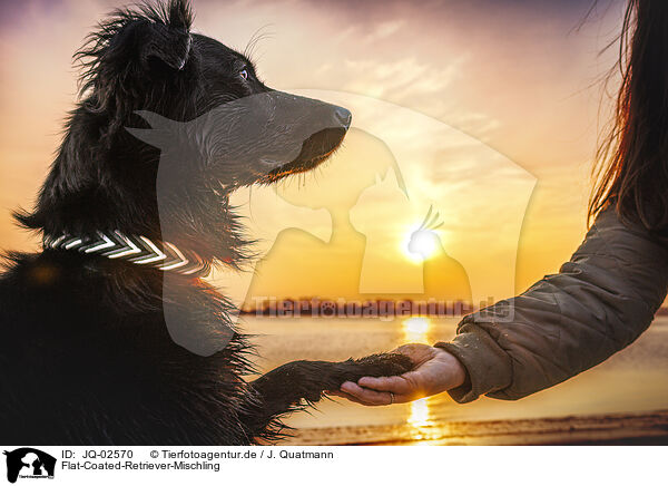 Flat-Coated-Retriever-Mischling / JQ-02570