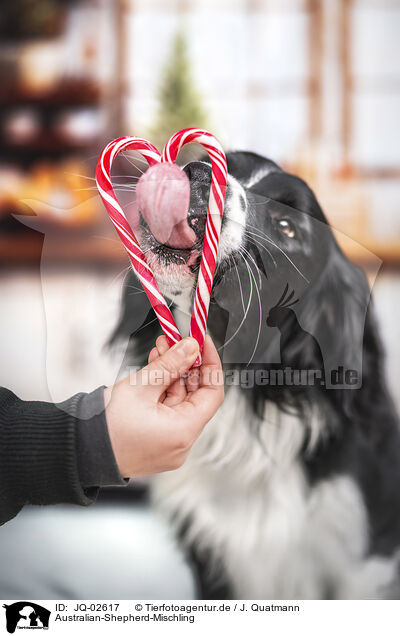 Australian-Shepherd-Mischling / Australian-Shepherd-Mongrel / JQ-02617