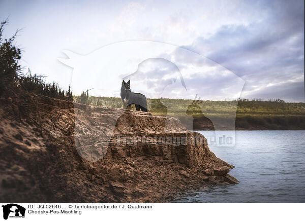 Chodsky-Pes-Mischling / JQ-02646