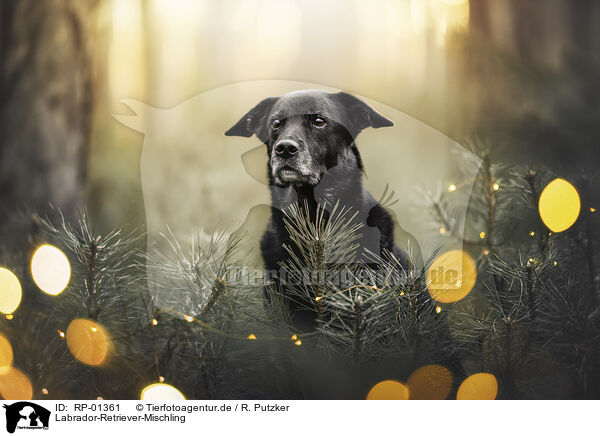 Labrador-Retriever-Mischling / Labrador-Retriever-Mongrel / RP-01361
