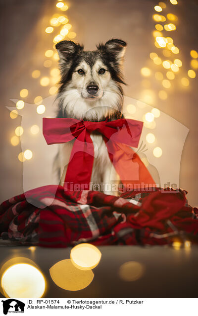 Alaskan-Malamute-Husky-Dackel / Alaskan-Malamute-Husky-Dachshund / RP-01574