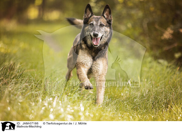 Malinois-Mischling / Malinois-Mongrel / JAM-07186
