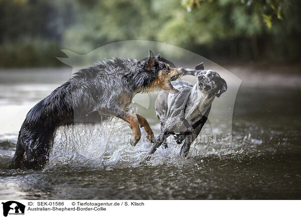 Australian-Shepherd-Border-Collie / Australian-Shepherd-Border-Collie / SEK-01586