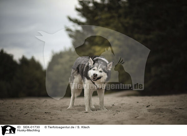Husky-Mischling / Husky-Mongrel / SEK-01730