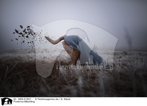 Podenco-Mischling / Podenco-Mongrel / SEK-01801