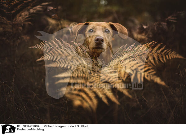 Podenco-Mischling / SEK-01804