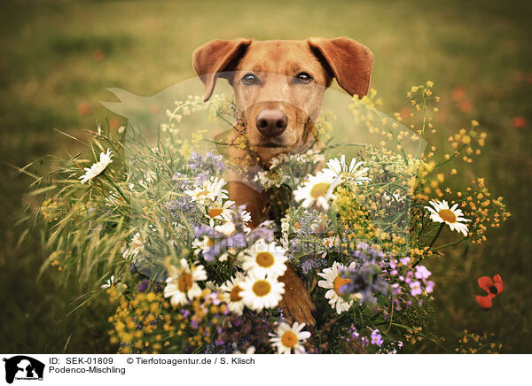 Podenco-Mischling / Podenco-Mongrel / SEK-01809