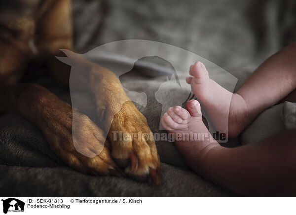 Podenco-Mischling / Podenco-Mongrel / SEK-01813