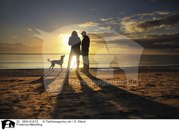 Podenco-Mischling / SEK-01815