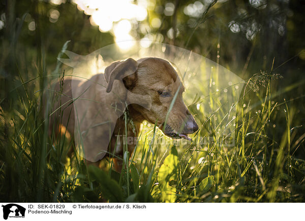 Podenco-Mischling / Podenco-Mongrel / SEK-01829
