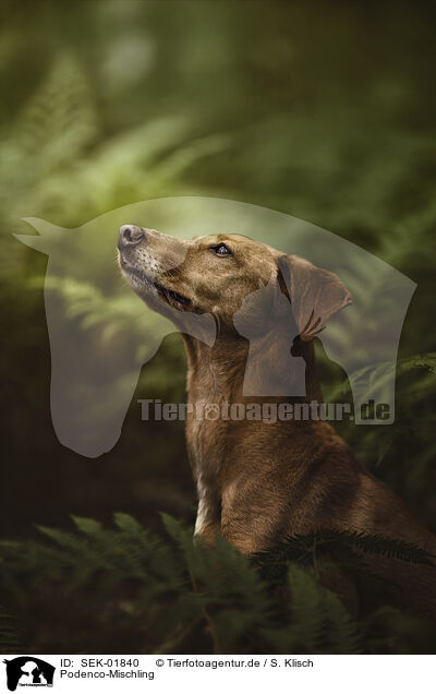 Podenco-Mischling / Podenco-Mongrel / SEK-01840