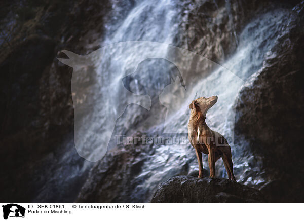 Podenco-Mischling / Podenco-Mongrel / SEK-01861