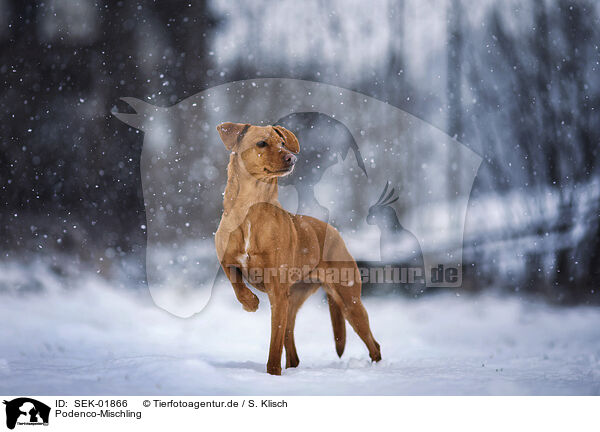 Podenco-Mischling / Podenco-Mongrel / SEK-01866