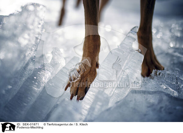 Podenco-Mischling / Podenco-Mongrel / SEK-01871