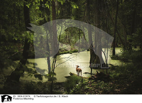 Podenco-Mischling / Podenco-Mongrel / SEK-01874