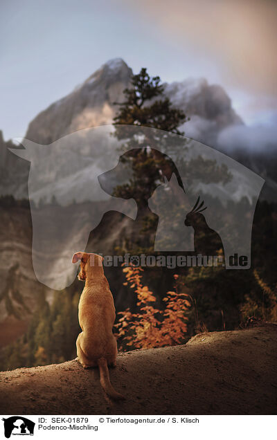 Podenco-Mischling / Podenco-Mongrel / SEK-01879