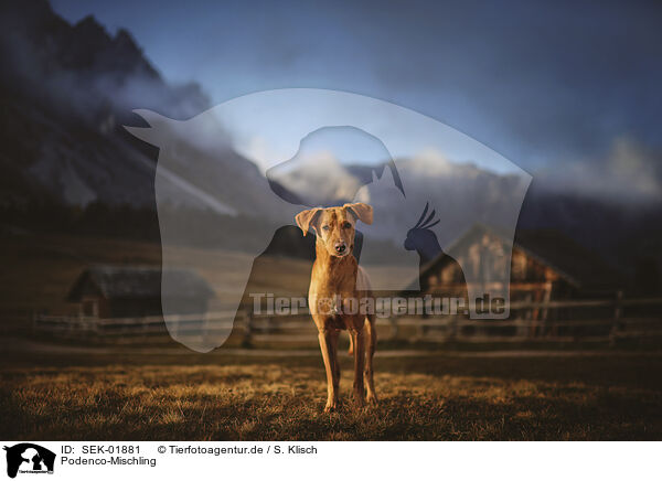 Podenco-Mischling / Podenco-Mongrel / SEK-01881