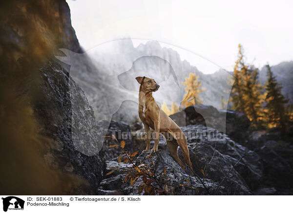 Podenco-Mischling / Podenco-Mongrel / SEK-01883