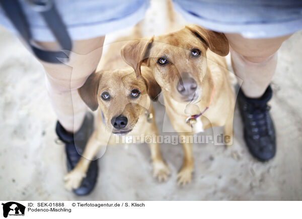 Podenco-Mischling / Podenco-Mongrel / SEK-01888