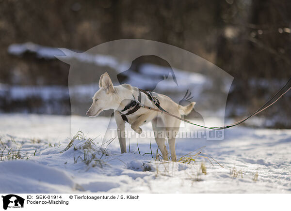Podenco-Mischling / Podenco-Mongrel / SEK-01914
