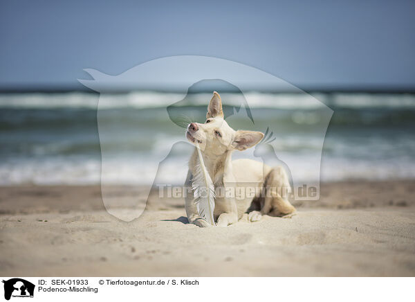 Podenco-Mischling / Podenco-Mongrel / SEK-01933