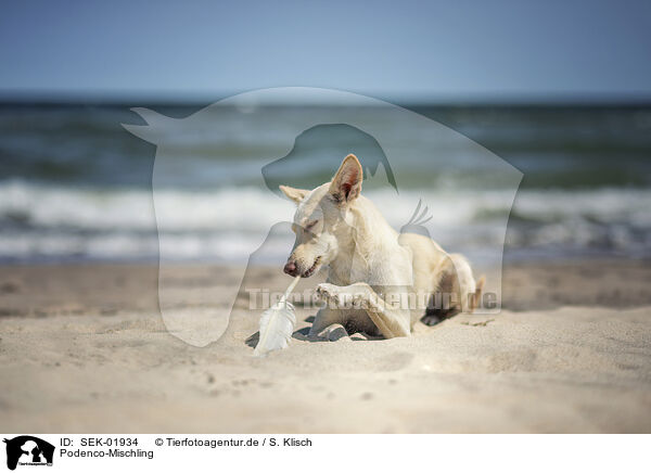 Podenco-Mischling / Podenco-Mongrel / SEK-01934