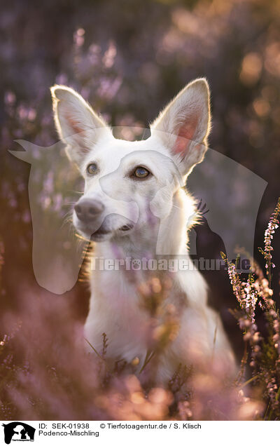 Podenco-Mischling / Podenco-Mongrel / SEK-01938