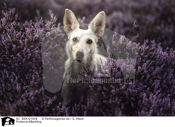Podenco-Mischling / Podenco-Mongrel / SEK-01939