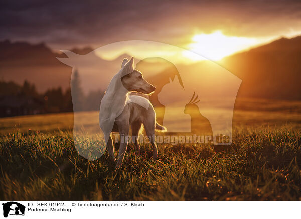 Podenco-Mischling / Podenco-Mongrel / SEK-01942