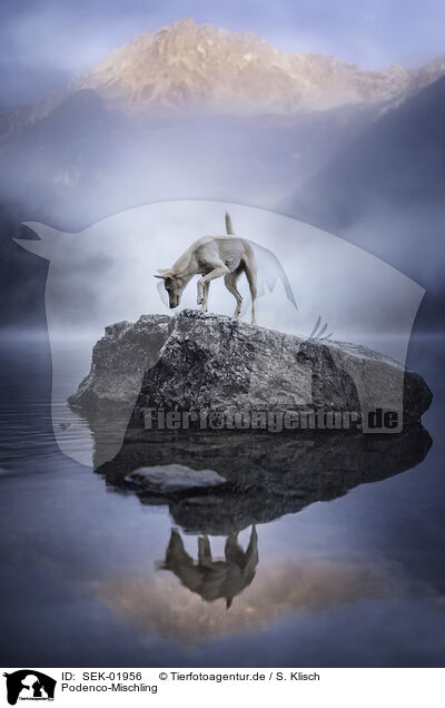 Podenco-Mischling / Podenco-Mongrel / SEK-01956