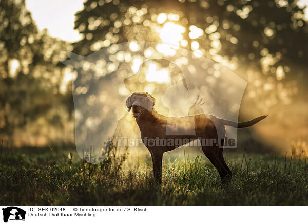 Deutsch-Drahthaar-Mischling / German-Wirehaired-Pointer-Mongrel / SEK-02048