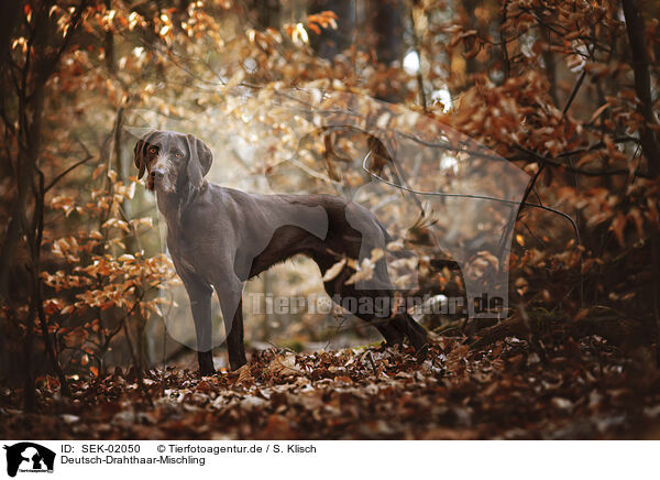Deutsch-Drahthaar-Mischling / German-Wirehaired-Pointer-Mongrel / SEK-02050