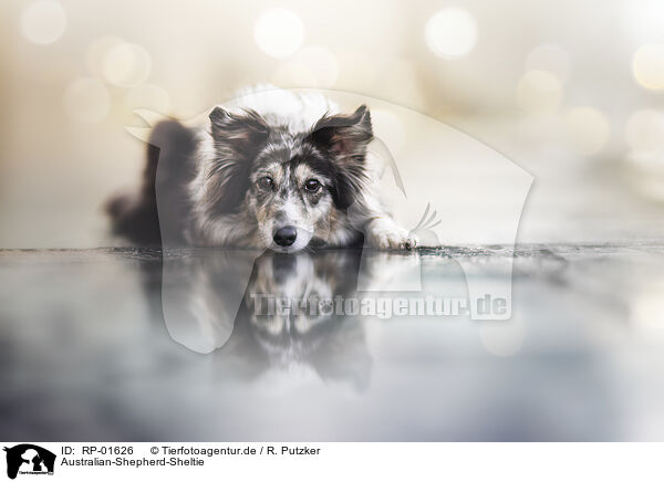 Australian-Shepherd-Sheltie / Australian-Shepherd-Sheltie / RP-01626