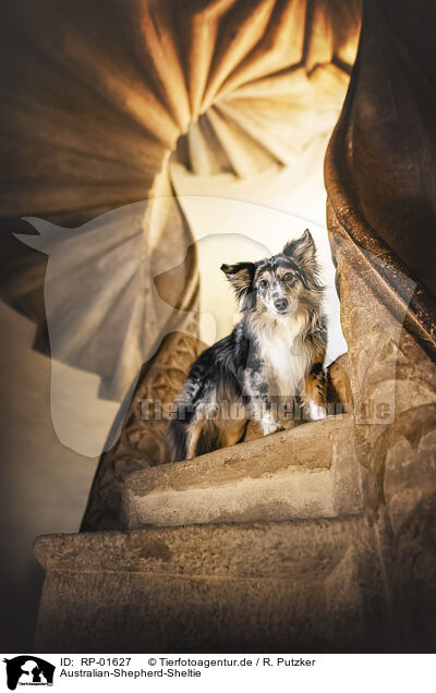 Australian-Shepherd-Sheltie / Australian-Shepherd-Sheltie / RP-01627