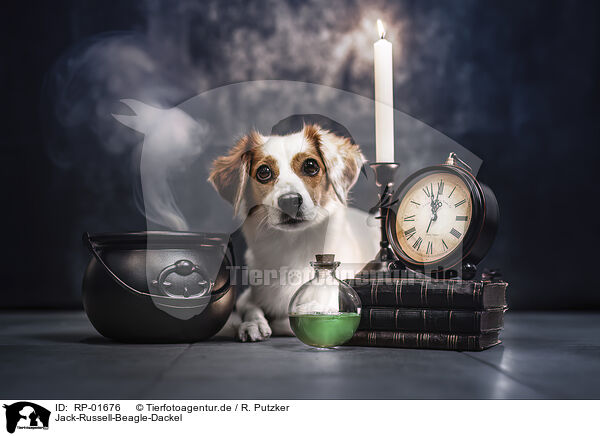 Jack-Russell-Beagle-Dackel / Jack-Russell-Beagle-Dachshund / RP-01676