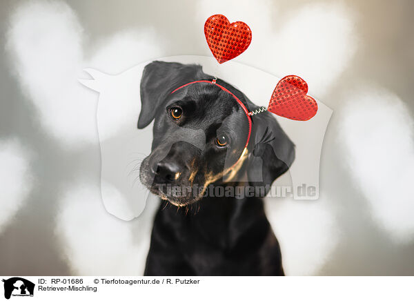 Retriever-Mischling / RP-01686