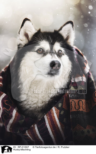 Husky-Mischling / Husky-Mongrel / RP-01697