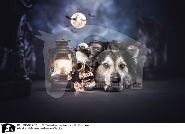 Alaskan-Malamute-Husky-Dackel / Alaskan-Malamute-Husky-Dachshund / RP-01707