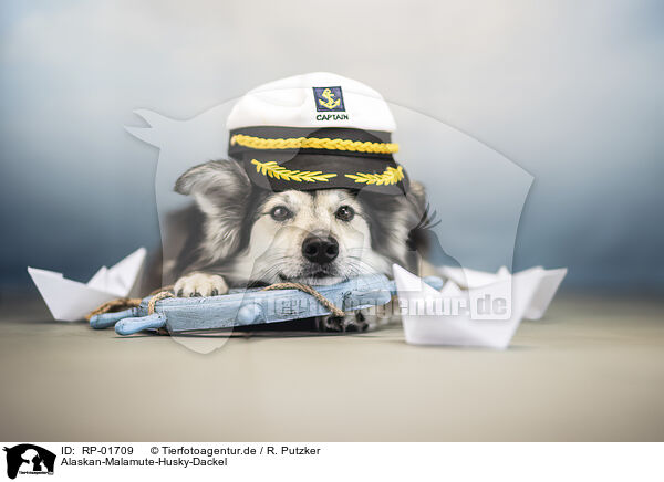 Alaskan-Malamute-Husky-Dackel / Alaskan-Malamute-Husky-Dachshund / RP-01709
