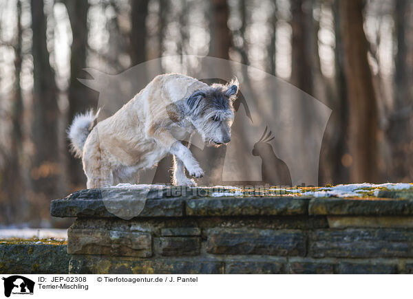 Terrier-Mischling / Terrier-Mongrel / JEP-02308