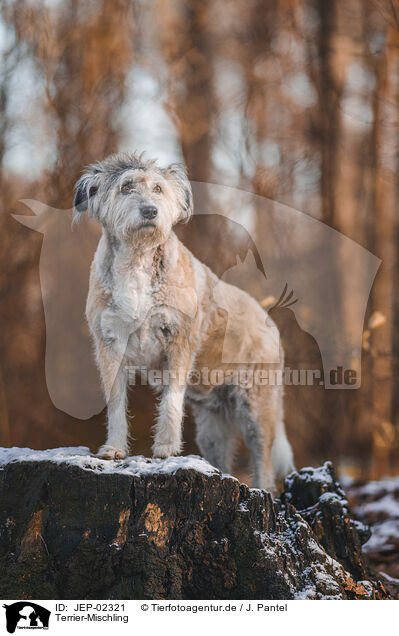 Terrier-Mischling / Terrier-Mongrel / JEP-02321